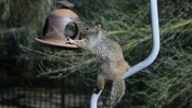 PICTURES/Rock Squirrels/t_Rock Squirrel in Feeder2.JPG